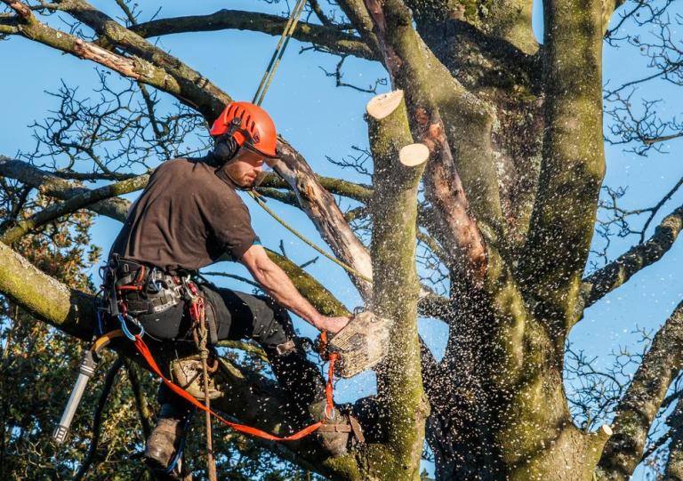 Élagage et entretien des arbres à Bonneval, Châteaudun, Brou et Voves : les conseils d'AU JARDIN TRANQUILLE